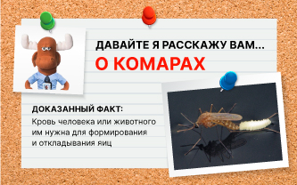 Чем питаются комары? Чем питаются комары?